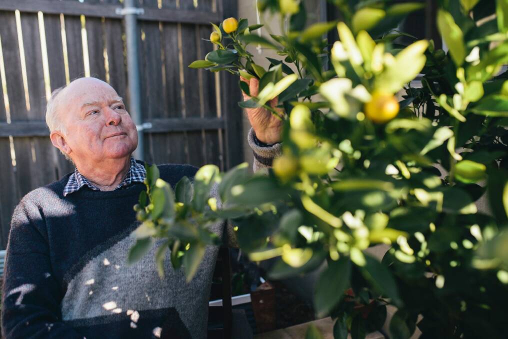 Richard Groves checking his cumquat tree. Photo: Rohan Thomson