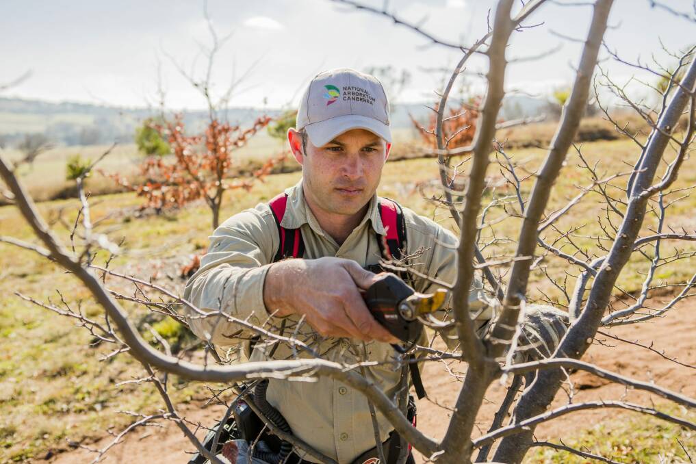 Senior horticulturalist and arborist Owen Bolitho at the National Arboretum Canberra pruning a Persian ironwood. Photo: Jamila Toderas