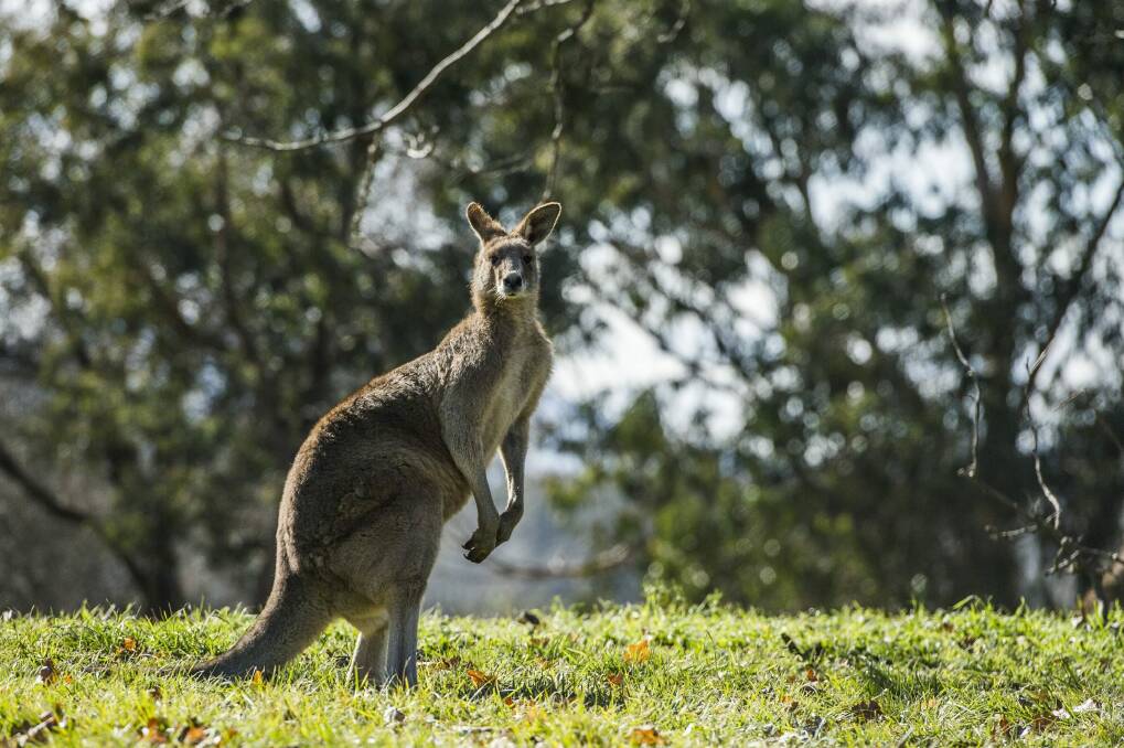 Kangaroo Photo: Jay Cronan