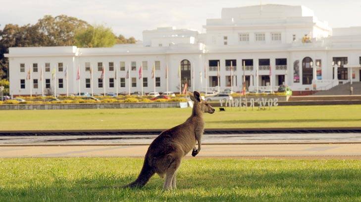 Two icons of Australia ... a kangaroo grazing on the lawns of Old Parliament House. Photo: Gary Schafer
