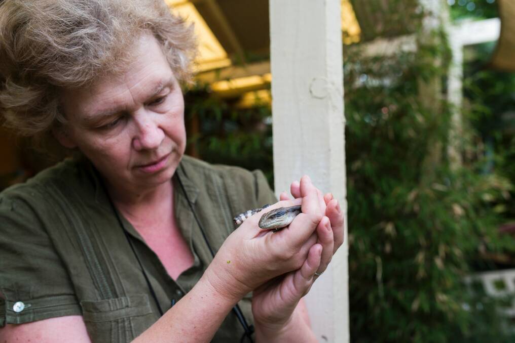 ACT Wildlife volunteer carer Mandy Conway with a rescued blue-tongue lizard at her home in Evatt. Photo: Rohan Thomson
