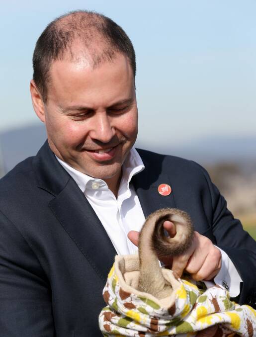 Environment and Energy Minister Josh Frydenberg with Berry the Bettong at Mulligans Flat Wooland Sanctuary in Canberra. Photo: Andrew Meares