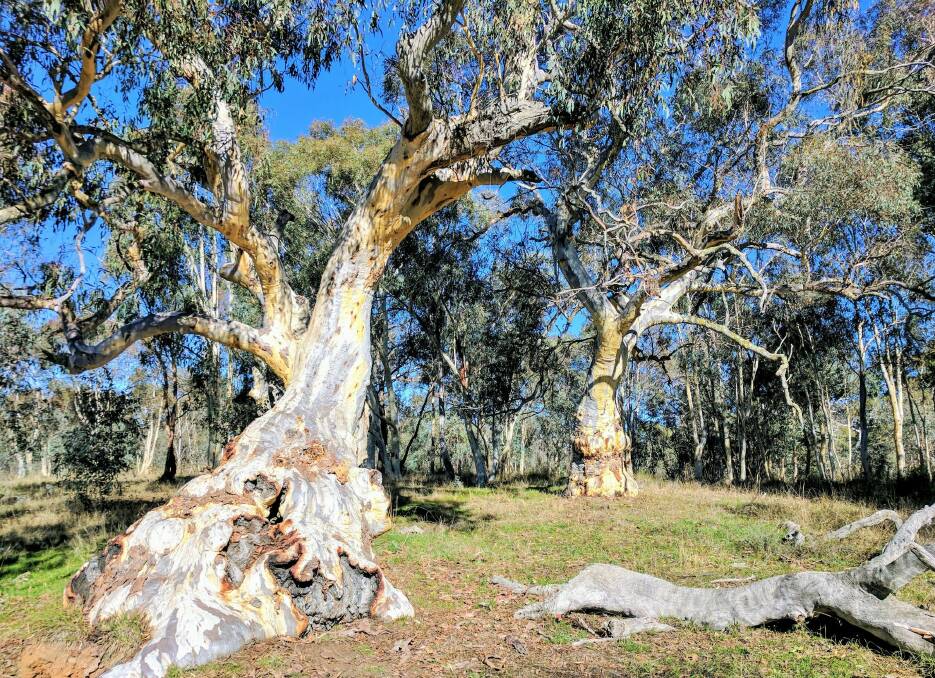 Two of Gungaderra's Secret Seven gum trees. Photo: Helen Cross