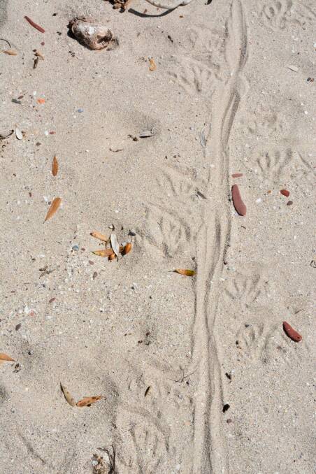 Goanna tracks on Mowarry Beach. Photo: Tim the Yowie Man