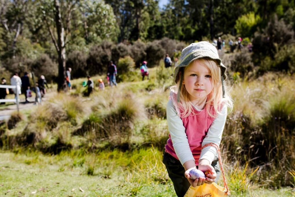 The Great Corin Forest Easter Egg Hunt on Good Friday. Willow Dillon, 3, of Page. Photo: Jamila Toderas