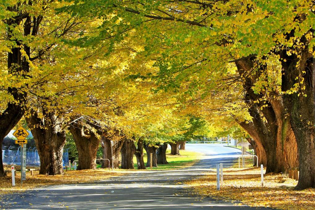 Elms lines many of the streets in Tumut. Photo: Tumut Shire Council