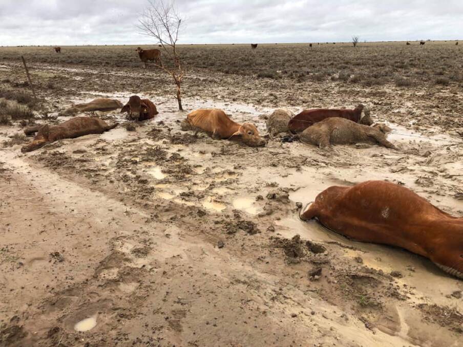 Trapped and dead livestock near flood-ravaged Julia Creek in north-west Queensland. Photo: Rae Stretton - Supplied