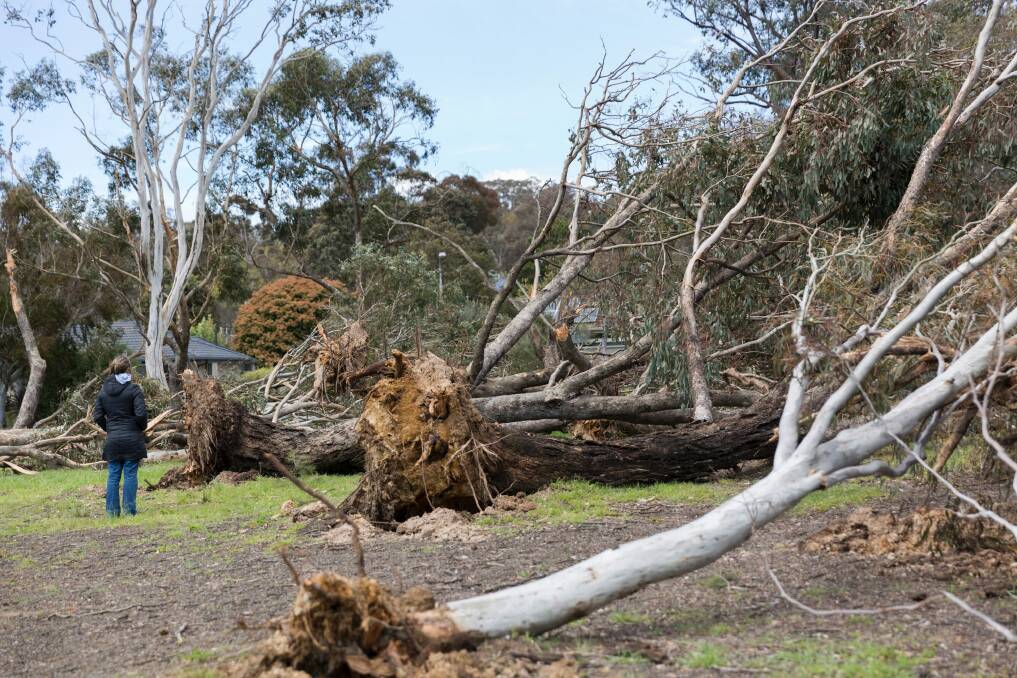 Local residents at the Aranda Oval where trees were ripped out of the ground by last month's monster storm. Photo: Bethany Roberts