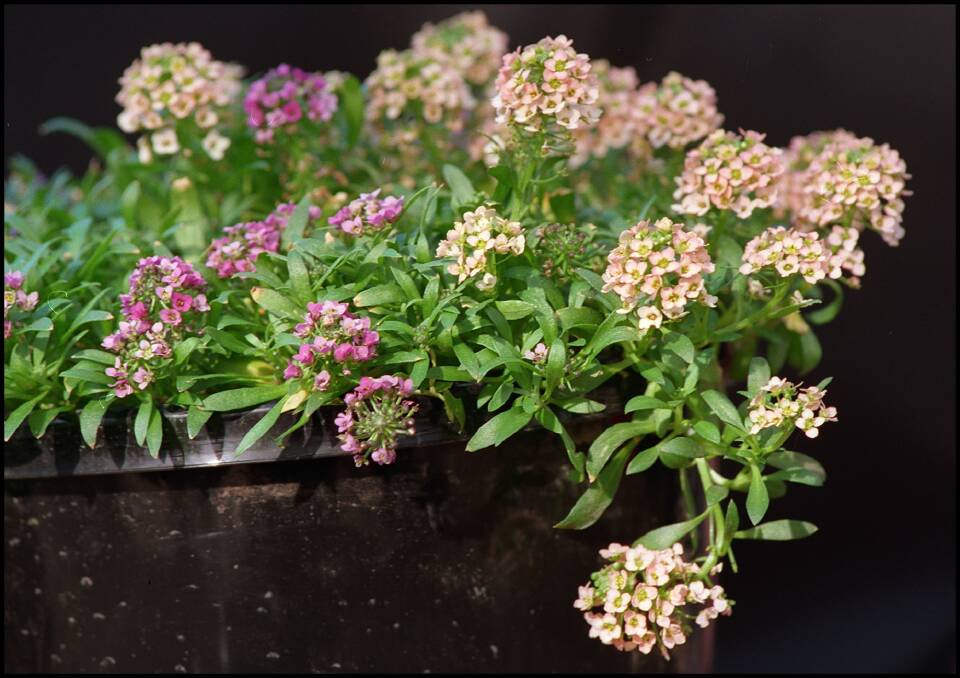 Alyssum's main purpose is as a small, easy-care, floriferous and short-lived perennial filler. Photo: Ken Irwin