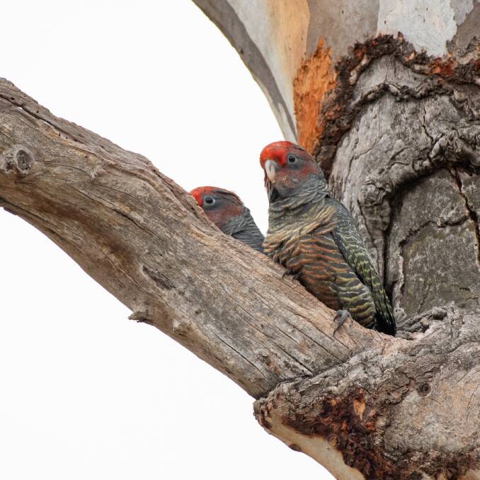 Two male gang-gang cockatoo nestlings in a tree near the Red Hill nature reserve. Photo: Sam Nerrie