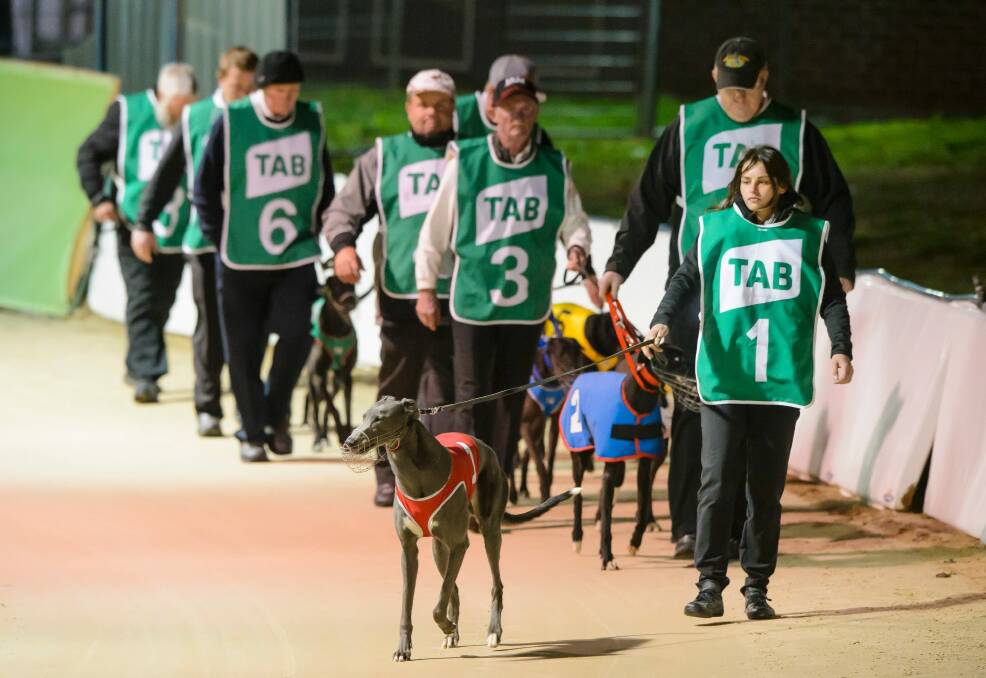 Trainers bring their greyhounds onto the track at a meet in Canberra. Photo: Sitthixay Ditthavong