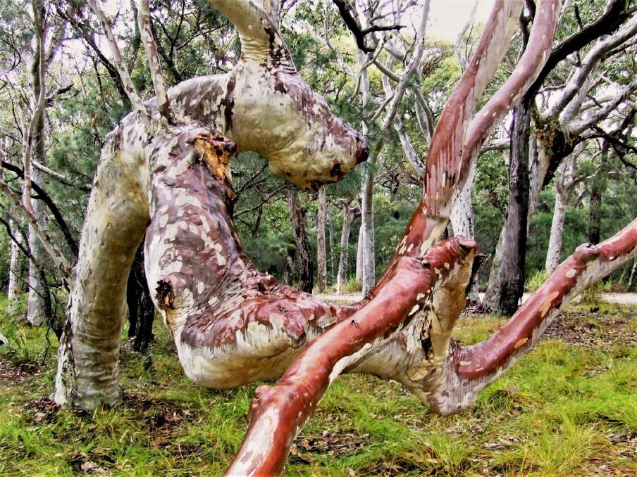 How about this wingless dragon spotted at North Head, near Batemans Bay? Photo: Tim the Yowie Man