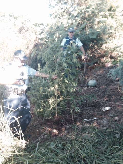 Cannabis was found at a property in Gundagai on Saturday. Photo: Supplied