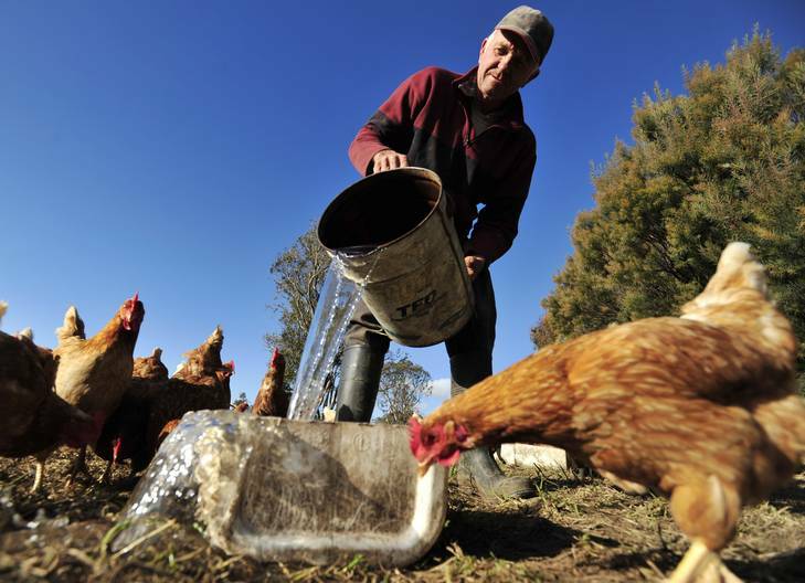 Grandma's Eggs farmer Stephen Clancy of Gunning cannot keep up with the demand for free range eggs. Photo: Jay Cronan