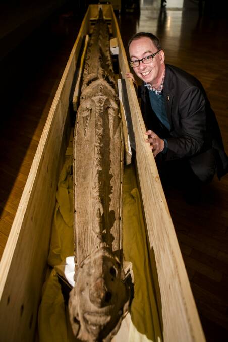 National Gallery of Australia  Pacific Arts curator Crispin Howarth with the 6.3 metre cult crocodile from Papua New Guinea, which is on display at the gallery.
 Photo: Jamila Toderas