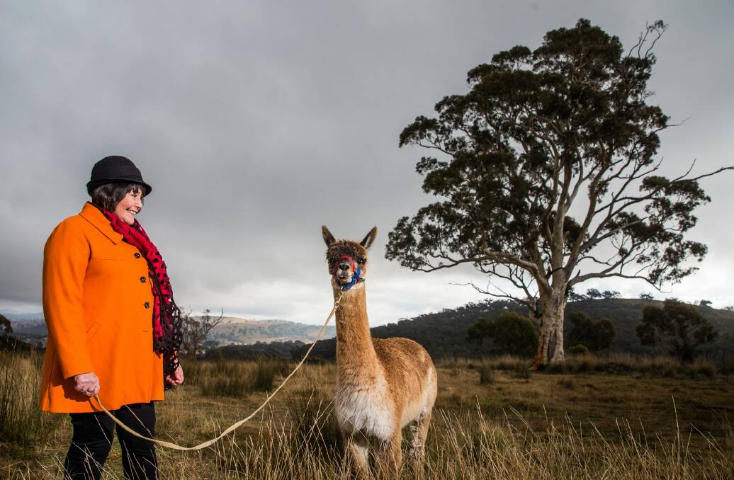Alpaca farming, a Canberra rural industry. Photo: Matt Bedford
