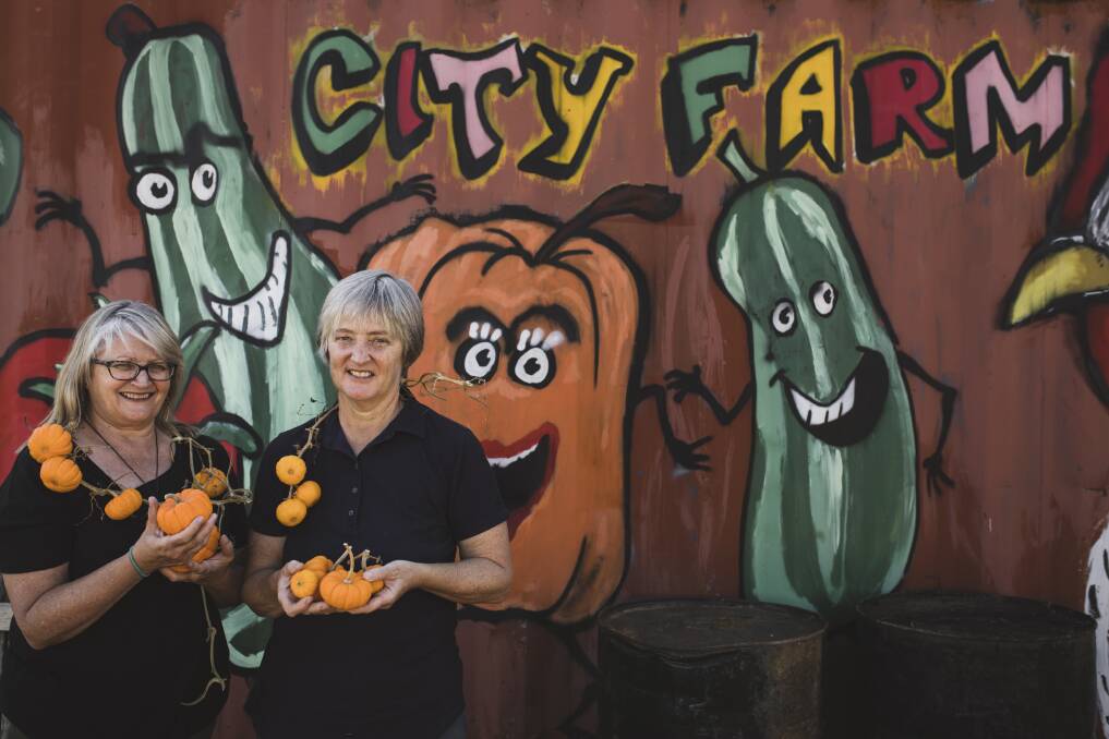 Carole Ayliffe and Linda Ayliffe draped in Jack Be Little pumpkins at Canberra City Farm. Photo: Jamila Toderas
