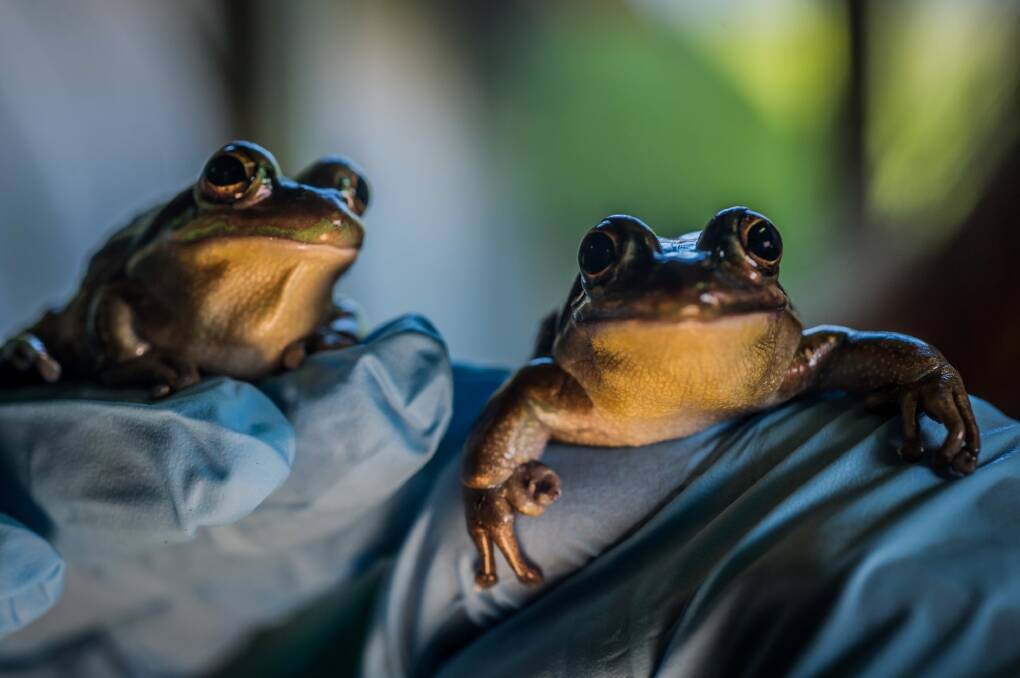 Frogs' absolutely ribbeting chat will be captured by a new invention created a University of Canberra. Two endangered green and golden bell frogs.  Photo: Karleen Minney