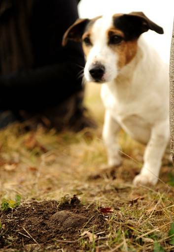Spot, aka dog 3, truffle hunting with Damian Robinson. Photo: Stuart Walmsley