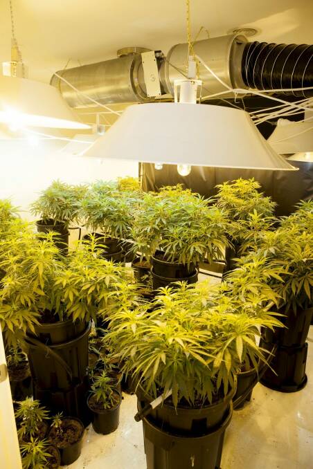 The hydroponic cannabis setup found in one room at a home in Macgregor in 2012. Photo: ACT Policing
