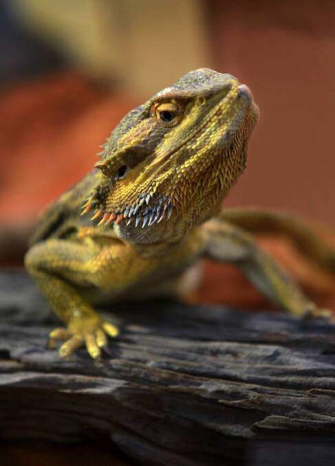 A Central Bearded Dragon. Photo: Orlando Chiodo