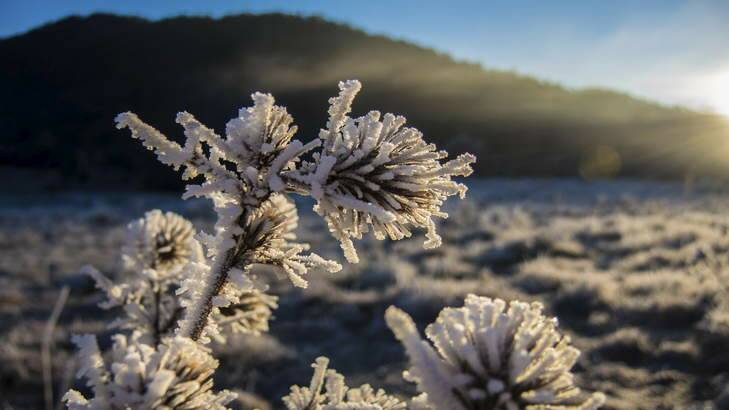 A frost photo at Rendezvous Creek in Namadgi National, submitted by Simon Williams for the Winter Photo Competition.