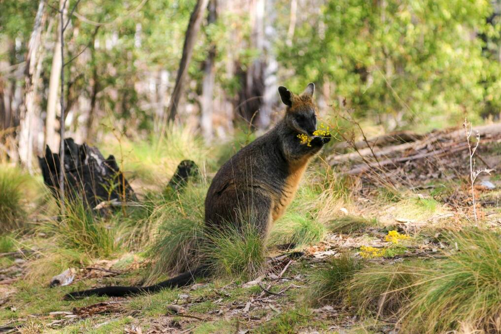 A swamp wallaby eating Blooms of a wattle tree in Tidbinbilla. Photo: Philipp Brandl