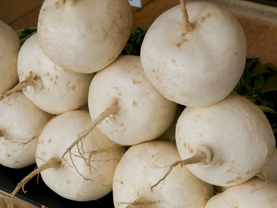 Japanese turnips can be eaten raw or sliced thinly and fried in a tempura batter. Photo: Claire Low