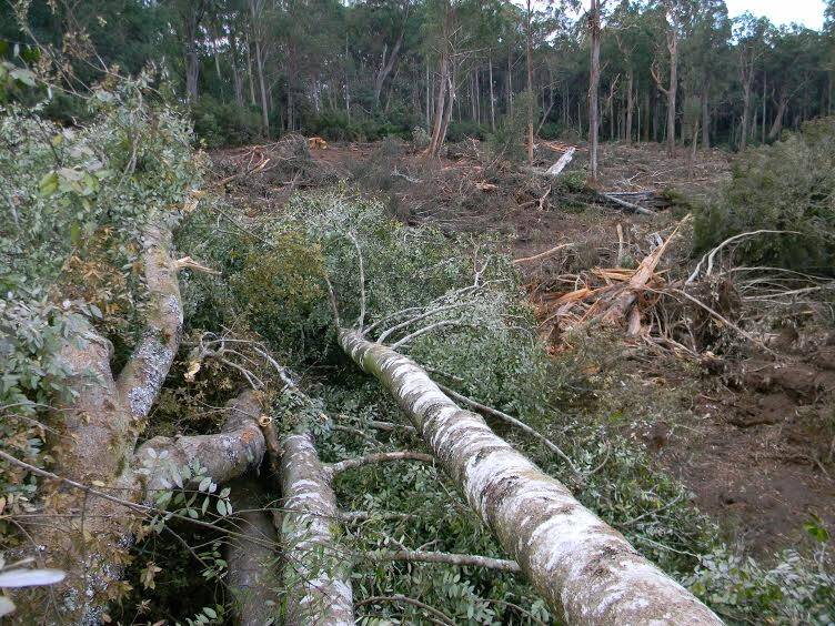 Southern sassafras and black olive berry trees bulldozed in the logging coupe. Photo: Goongerah Environment Centre