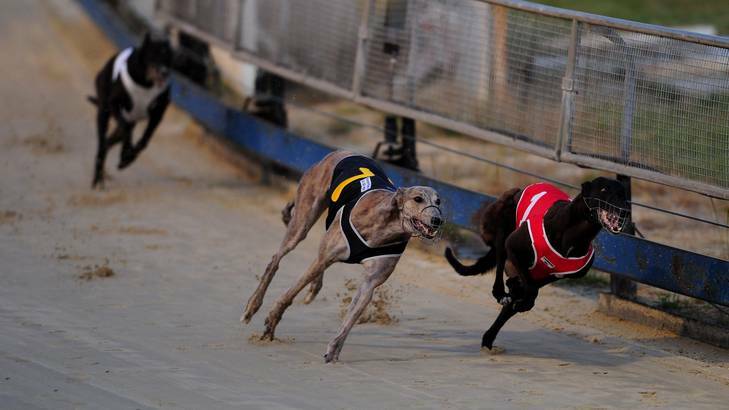 She Can Sew, in the red rug, wins the Cannonball 310m final at Canberra greyhound club. Photo: Melissa Adams