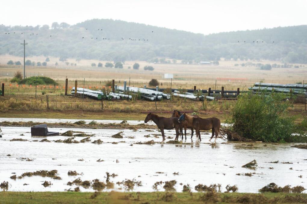 Horses stand in the flooded paddocks between Ikea and Majura Parkway. Photo: Dion Georgopoulos