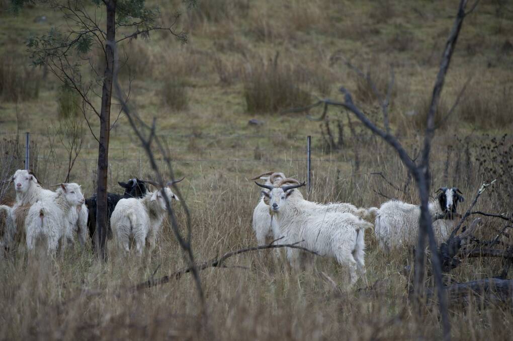 Feral goats on the western side of the Federal Highway at Lake George. Photo: Jay Cronan