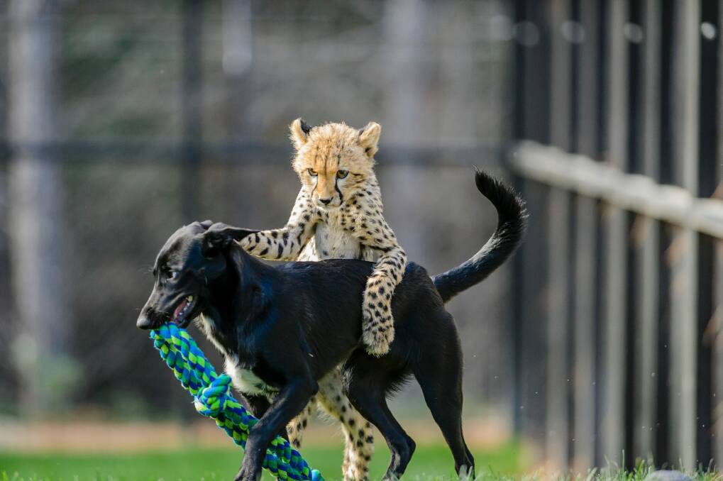 Solo the four-month-old cheetah cub jumps onto his canine companion Zama's back. Photo: Sitthixay Ditthavong