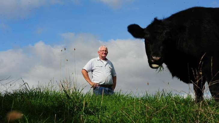 Cattle farmer Noel Davis with cattle at Bonshaw that are enjoying the lush green grass after recent rain fall. Photo: Melissa Adams