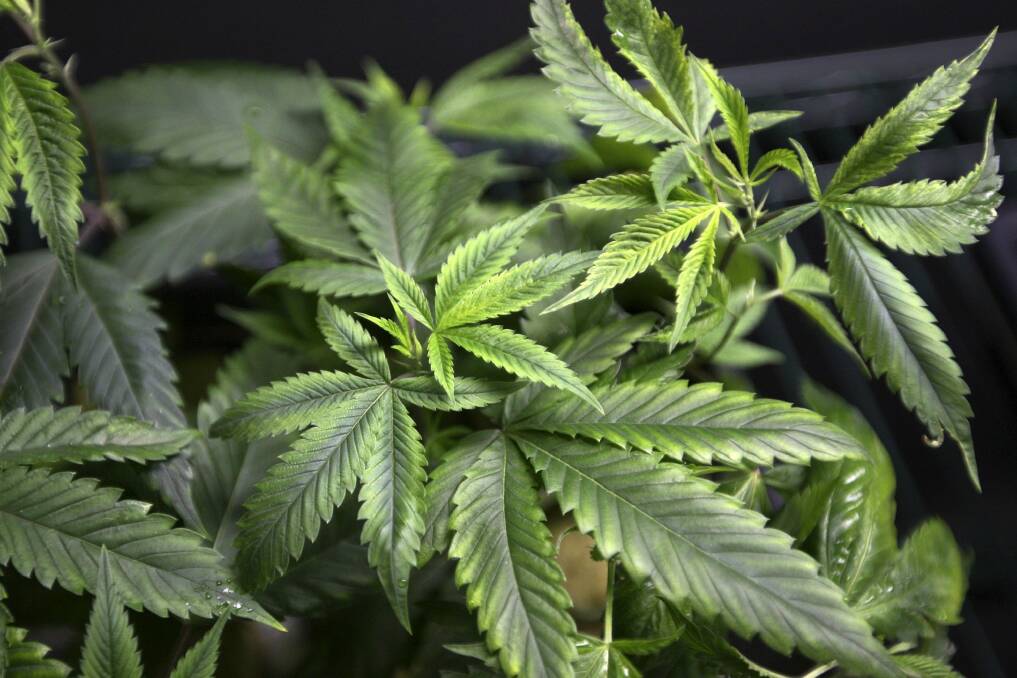 Shane Rattenbury met with NSW legislators on Friday and says community consultation could lead to changes to the proposed model for the introduction of medical cannabis Photo: Reuters