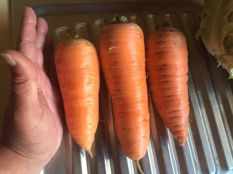 Troy Lloyd's huge carrots. Photo: Rebecca Bourke