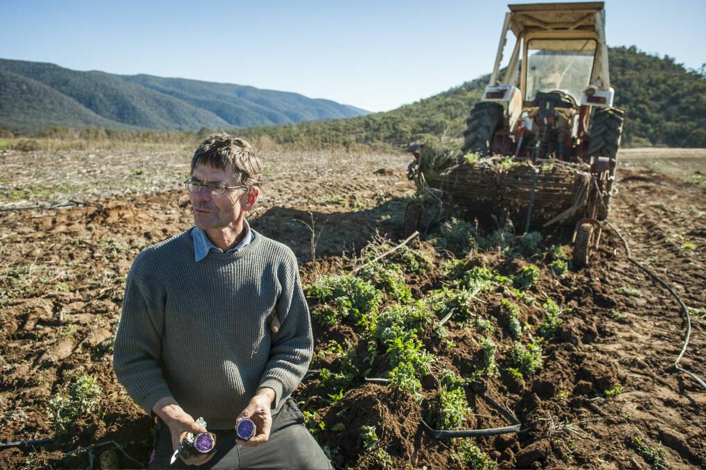 Feral deer are raiding organic farmer Tobias Koenig's potatoes.  
 Photo: Elesa Kurtz