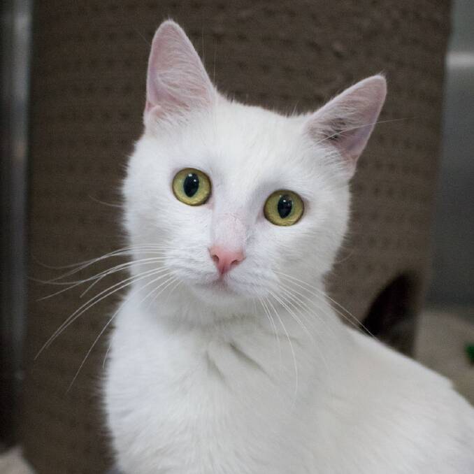 Jadzia, one of the cats available for adoption. Photo: Supplied