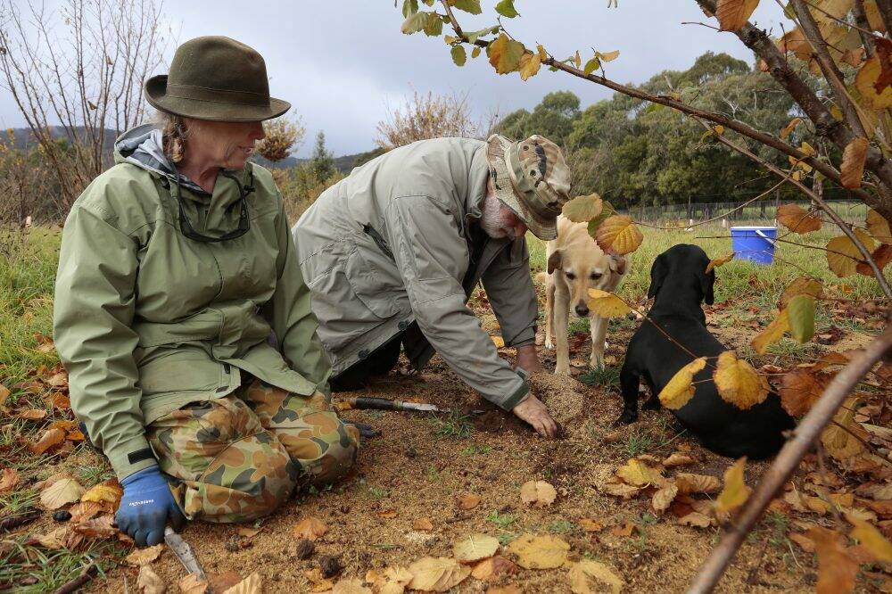 Kate Marshall and Peter Marshall with their truffle dogs Sal and Shadow dig up another truffle in their plantation of Hazelwood and English Oak at Terra Preta Truffles near Braidwood.  Photo: Jeffrey chan