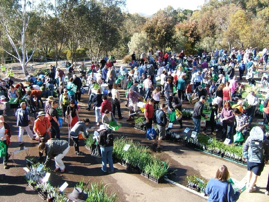 A scene from the very popular native plant sale at the Australian National Botanic Gardens in 2009. Photo: Richard Briggs