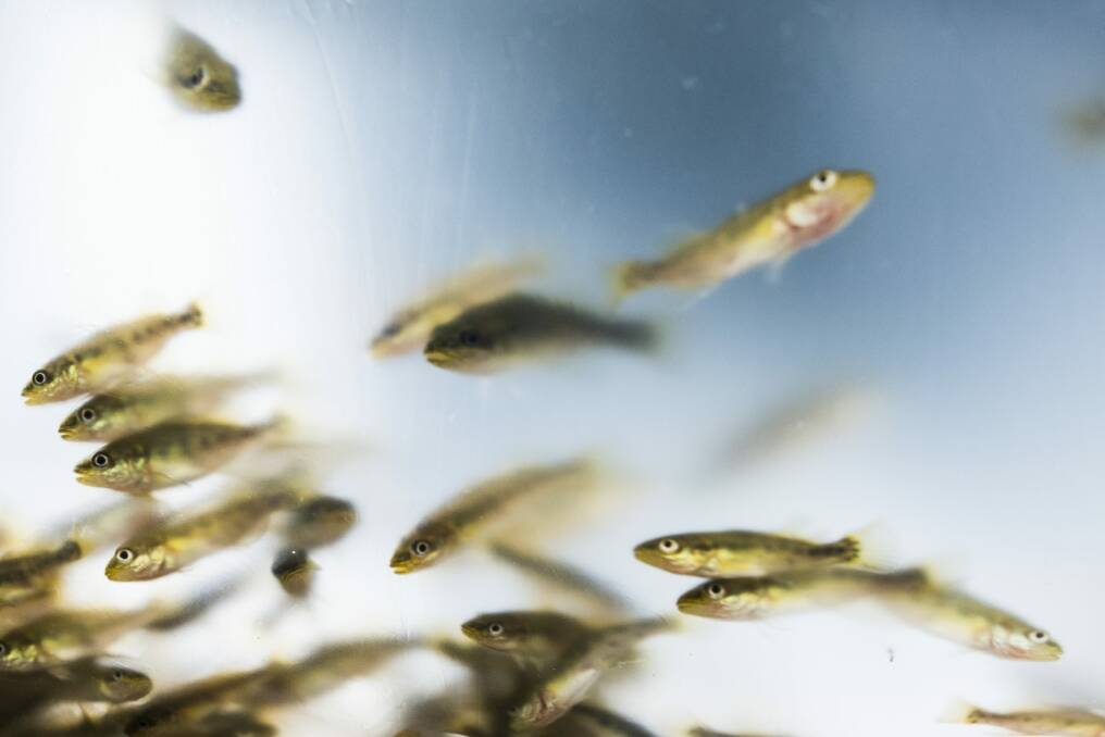Some of the Murray cod fingerlings released into the Queanbeyan River.

