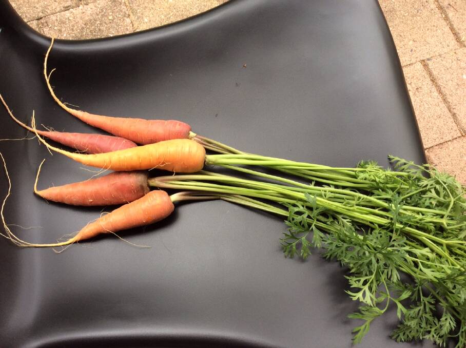 Heirloom carrots from Canberra City Farm. Photo: Supplied