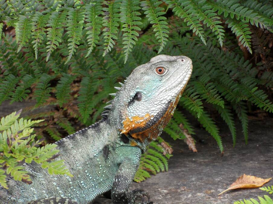 A Gippsland water dragon on the path between the visitor centre and cafe at the gardens. Photo: Mark Dawson