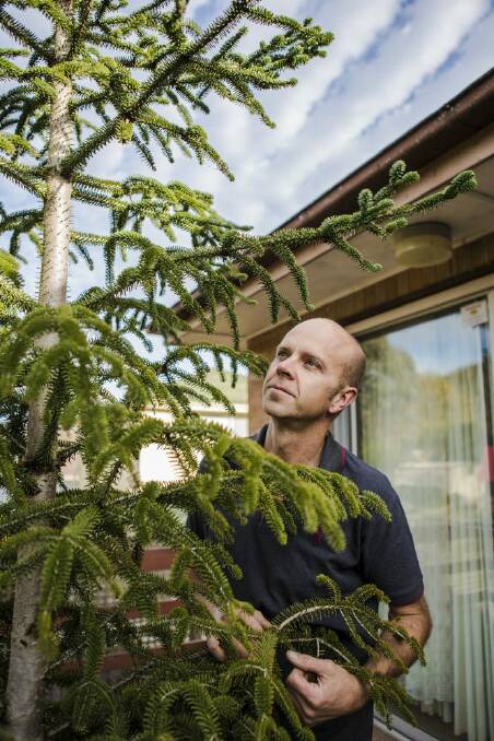 Ben Nicolson is seeking a suitable home for the Spanish fir. Photo: Jamila Toderas