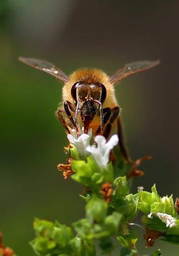 Under threat ... toxic soils could be killing bees. Photo: Angela Wylie