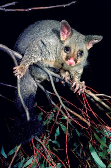 In the war of 2018 against the humans, Possum X remained the victor. Photo: Supplied