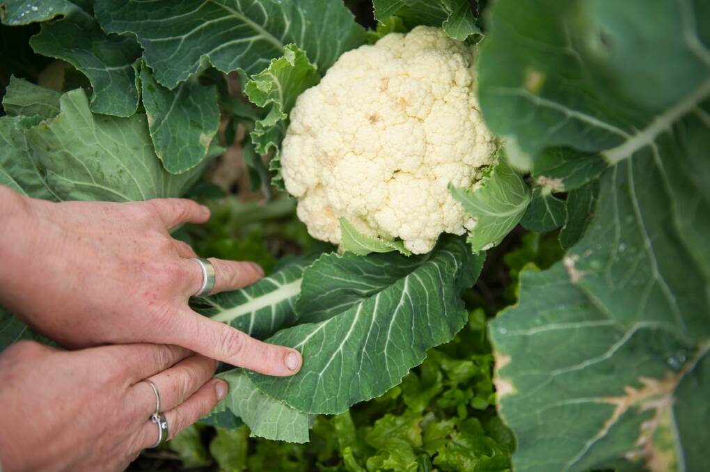 Dr Christiane Keller's garden produces a good crop of cauliflower. Photo: Jay Cronan