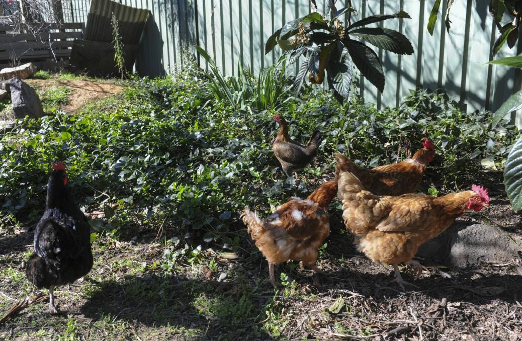 The chickens enjoy roaming in the garden. Photo: Graham Tidy