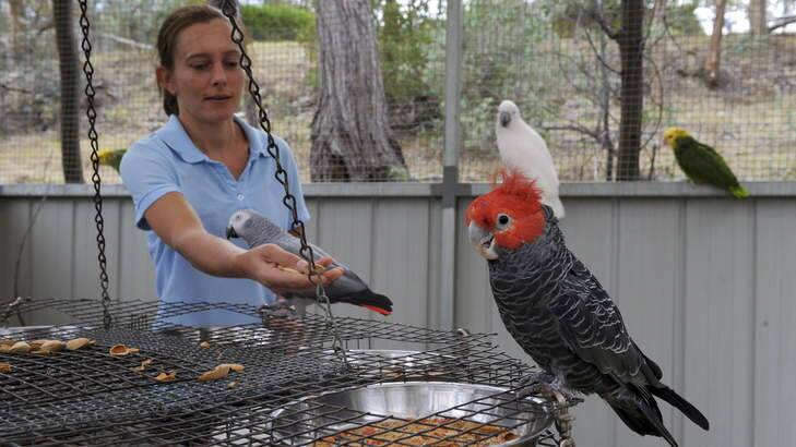 Head keeper at Priam Psittaculture Centre, Bywong, Lisa Crawley, feeds a group of parrots, including this male Gang-gang. Photo: Graham Tidy
