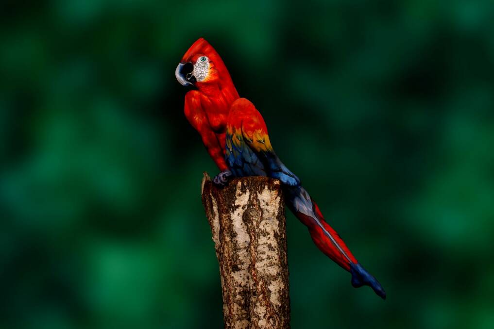 Look closely: Johannes Stoetter's <i>The Parrot</i>. Photo: Johannes Stoetter
